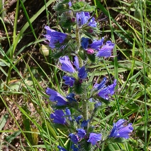 Photographie n°2204827 du taxon Echium vulgare L. [1753]