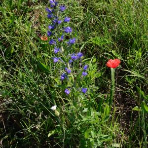 Photographie n°2204828 du taxon Echium vulgare L. [1753]