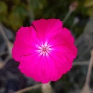 Photographie n°2204837 du taxon Lychnis coronaria (L.) Desr.