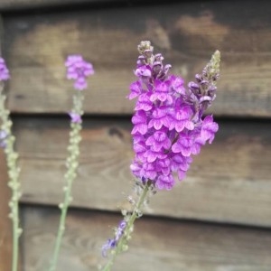  - Linaria purpurea (L.) Mill. [1768]