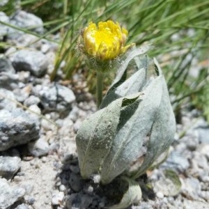 Photographie n°2204924 du taxon Hieracium tomentosum L. [1755]