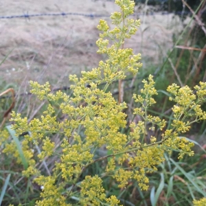 Photographie n°2204962 du taxon Galium verum L. [1753]