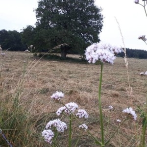 Photographie n°2204971 du taxon Valeriana officinalis L. [1753]