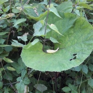 Photographie n°2204983 du taxon Petasites albus (L.) Gaertn. [1791]