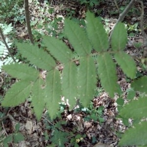 Photographie n°2205005 du taxon Sorbus aucuparia L. [1753]