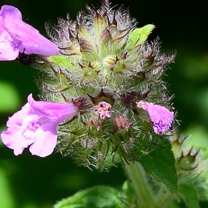 Photographie n°2205056 du taxon Clinopodium vulgare L. [1753]