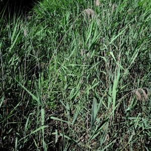 Photographie n°2205069 du taxon Phragmites australis (Cav.) Trin. ex Steud.