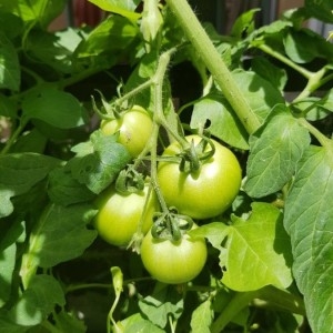 Photographie n°2205091 du taxon Solanum lycopersicum L. [1753]