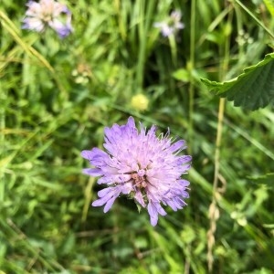 Photographie n°2205106 du taxon Knautia arvensis (L.) Coult.