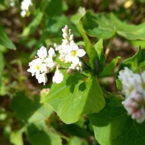 Photographie n°2205110 du taxon Fagopyrum esculentum Moench [1794]
