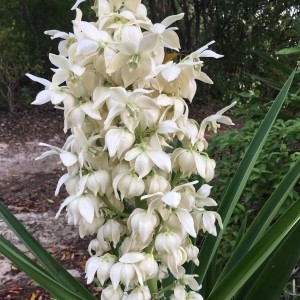  - Yucca filamentosa L.