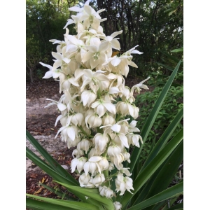 Yucca filamentosa L.