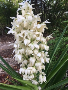 Christiane FAZER, le 23 juin 2018 (Saint-François)