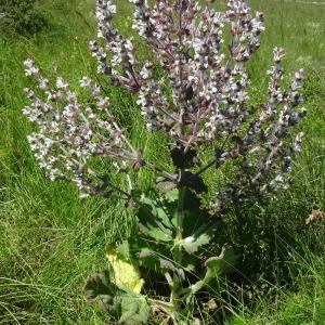 Photographie n°2205118 du taxon Salvia aethiopis L.