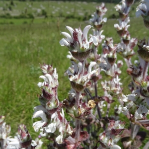 Photographie n°2205119 du taxon Salvia aethiopis L.