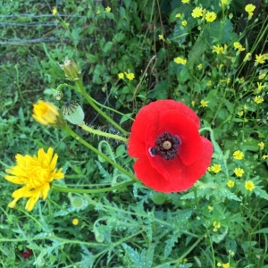 Photographie n°2205126 du taxon Papaver rhoeas L. [1753]