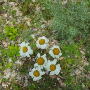 Photographie n°2205146 du taxon Tanacetum corymbosum (L.) Sch.Bip. [1844]