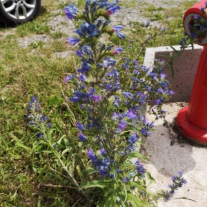 Photographie n°2205156 du taxon Echium vulgare L. [1753]