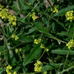 Photographie n°2205174 du taxon Rapistrum rugosum (L.) All.