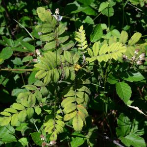 Photographie n°2205179 du taxon Sorbus domestica L.