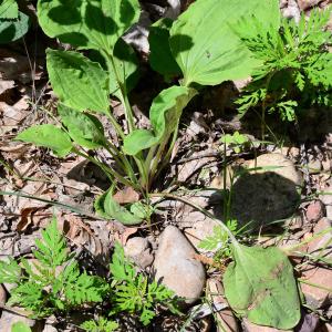 Photographie n°2205197 du taxon Plantago major L. [1753]