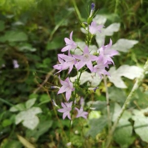 Photographie n°2205213 du taxon Campanula rapunculus L. [1753]