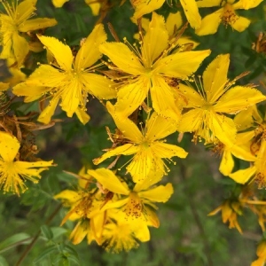 Photographie n°2205249 du taxon Hypericum perforatum L. [1753]