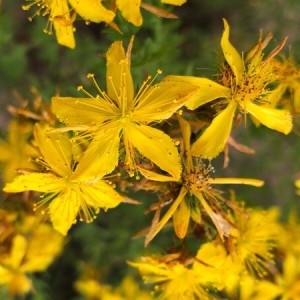Photographie n°2205250 du taxon Hypericum perforatum L. [1753]
