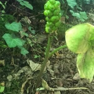 Photographie n°2205265 du taxon Arum maculatum L. [1753]