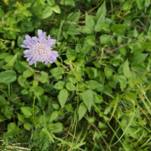 Photographie n°2205273 du taxon Knautia arvensis (L.) Coult. [1828]