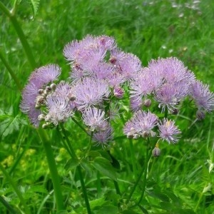 Photographie n°2205283 du taxon Thalictrum aquilegiifolium L. [1753]