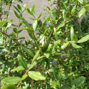 Photographie n°2205286 du taxon Punica granatum L. [1753]
