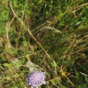 Photographie n°2205323 du taxon Knautia arvensis (L.) Coult. [1828]