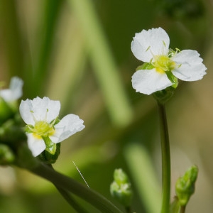 Photographie n°2205336 du taxon Alisma plantago-aquatica L. [1753]