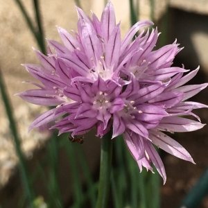 Photographie n°2205357 du taxon Allium schoenoprasum L. [1753]