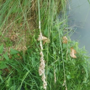 Photographie n°2205360 du taxon Carex paniculata L. [1755]