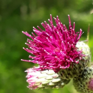 Photographie n°2205381 du taxon Cirsium palustre (L.) Scop. [1772]