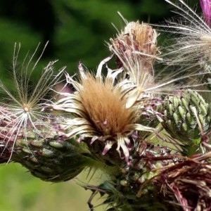 Photographie n°2205382 du taxon Cirsium palustre (L.) Scop. [1772]