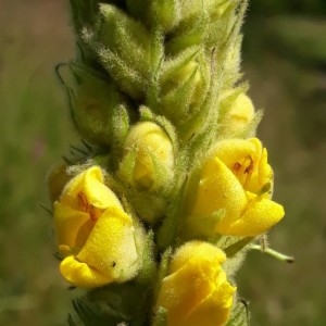 Photographie n°2205385 du taxon Verbascum thapsus L. [1753]