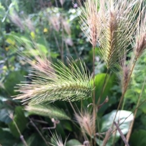 Photographie n°2205402 du taxon Hordeum murinum L. [1753]