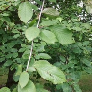 Photographie n°2205448 du taxon Ulmus glabra Huds. [1762]