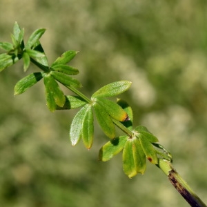 Photographie n°2205463 du taxon Galium mollugo L. [1753]