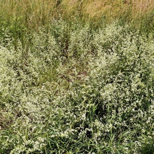 Photographie n°2205464 du taxon Galium mollugo L. [1753]