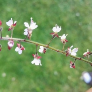 Photographie n°2205480 du taxon Circaea lutetiana L. [1753]