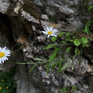 Photographie n°2205482 du taxon Leucanthemum atratum (Jacq.) DC. [1838]