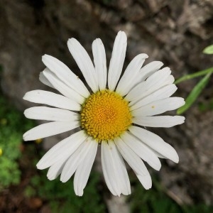  - Leucanthemum atratum (Jacq.) DC. [1838]