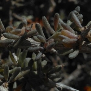 Photographie n°2205543 du taxon Lycium intricatum Boiss.