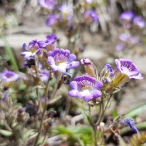 Photographie n°2205577 du taxon Chaenorhinum origanifolium (L.) Kostel. [1844]