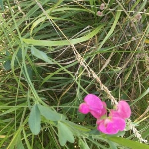 Photographie n°2205580 du taxon Lathyrus tuberosus L. [1753]
