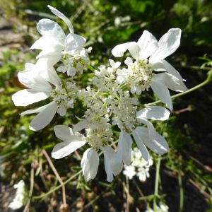 Photographie n°2205640 du taxon Orlaya grandiflora (L.) Hoffm. [1814]